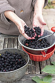 Making an old-fashioned blackberry jam in summer, Pas de Calais, France