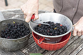 Making an old-fashioned blackberry jam in summer, Pas de Calais, France