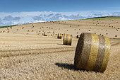 Straw rolls in a harvested field, Pas de Calais, France