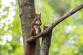 Red squirrel (Sciurus vulgaris) on a branch in a garden, Moselle, France