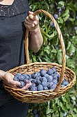 Woman picking 'Stanley' plums in summer, Alsace, France