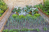Leeks, salads, zucchini, tagetes in a kitchen garden, summer, Moselle, France