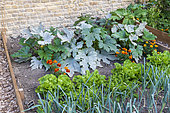 Leeks, salads, zucchini, tagetes in a kitchen garden, summer, Moselle, France
