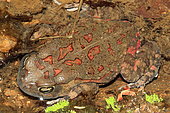 Eastern olive toad or Garman's toad (Sclerophrys garmani), kruger National Park, South Africa