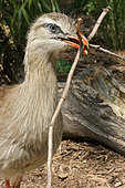 Red-legged Seriema (Cariama cristata) offering twigs for the nest