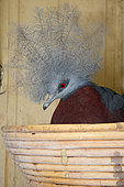 Southern Crowned-Pigeon (Goura scheepmakeri) in an artificial nest