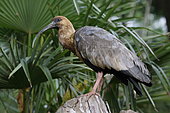 Black-faced Ibis (Theristicus melanopis)