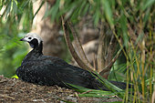 Blue-throated piping-guan (Pipile cunamensis) on ground