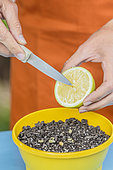 Seedlings of potted lemon seeds: the more fresh the seed, the better the seed.
