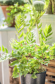 Holly Fern (Cyrtomium fortunei) grown in pots indoors, in veranda.
