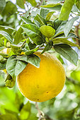 'Moro' blood orange fruit