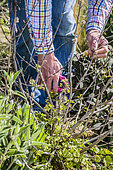 Man pruning a lavatera at the time of regrowth at the end of winter: folding of a lavatera having suffered from winter