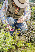 Man pruning a lavatera at the time of regrowth at the end of winter: folding of a lavatera having suffered from winter