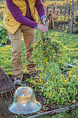 Man tearing green tomatoes in autumn: they will mature under cover and give a late harvest, called "Christmas tomatoes".