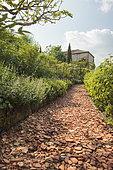 A row of terracotta sherds and corded apple trees. In the Garden of Heaven, Cordes sur Ciel, Occitanie, France