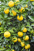 Yuzu twig bearing fruits, in November.