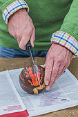 Collect squash seeds: cut the fruit in half.
