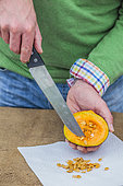 Collect squash seeds: to spread the seeds on an absorbing paper.