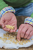 Collect squash seeds: to recover the seeds after drying.