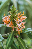 Hedychium 'Elisabeth' flower, a garden ginger resistant to cold.