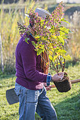 Man going to plant a panicle Hydrangea (Hydrangea paniculata) in autumn