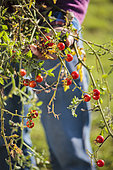Man snatching cherry tomatoes in autumn.