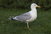 Baltic Herring Gull (Larus argentatus omissus) on grass, Estonia