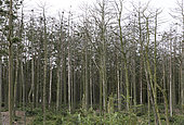 Trees killed by a colony of Great Cormorants in the Coastal forest, Curonian Spit National Park, Lithuania
