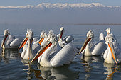 Dalmatian Pelicans (Pelecanus crispus) on water, Lake Kerkini, Greece.