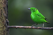 Glistening-green Tanager (Chlorochrysa phoenicotis) on a branch, Amagusa Reserve, Mashpi reserve complex, Andes, Equateur
