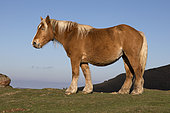 Pottok Pony, Basque Country, France.