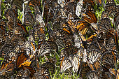 Monarch Butterfly (Danaus plexippus) on ground, Sanctuary El Rosario, Mexico