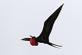 Great frigatebird (Fregata minor) male displaying in flight, Isla Genovesa, Galapagos Islands