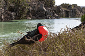 Great frigatebird (Fregata minor) male displaying, Isla Genovesa, Galapagos Islands