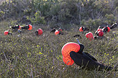 Great frigatebird (Fregata minor) males displaying, Isla Genovesa, Galapagos Islands