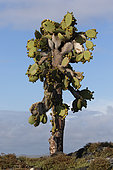 Galapagos prickly pear (Opuntia echios echios), South Plaza Island, Galapagos Islands