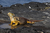 Land Iguana (Conolophus subcristatus), South Plaza Island, Galapagos Islands
