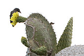 Galapagos Prickly pear (Opuntia echios) with Cactus Finch, Santa Fe Island, Galapagos Islands