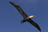 Waved Albatross (Phoebastria irrorata) in flight, Española Island, Galápagos Islands