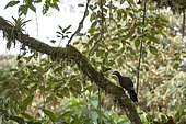 Sickle-winged Guan (Chamaepetes goudotii) on a branch, Birdwatcher's house near Sachatamia lodge, Mindo-Nambillo, West Andes, West of Quito, Ecuador