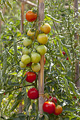 Organic tomatoes in an organic vegetable garden, Provence, France