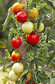 Organic tomatoes in an organic vegetable garden, Provence, France