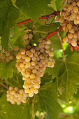 Organic seedless 'Centenial' grape, Provence, France