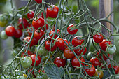 Organic cherry tomatoes in an organic vegetable garden, Provence, France