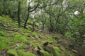 Undergrowth of evergreen oaks (Quercus ilex) and moss on stones, Roquessels, Hérault, France
