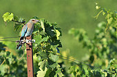 European Roller (Coracias garrulus) juvenile on a picket of vines, Magalas, Hérault, France