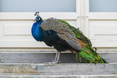 Indian peafowl (Pavo cristatus), captive male in a park in Warsaw