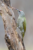 Grey-headed Woodpecker (Picus canus), side view of an adult male perched on an old trunk, Podlachia, Poland