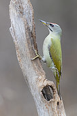 Grey-headed Woodpecker (Picus canus), side view of an adult male perched on an old trunk, Podlachia, Poland