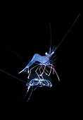 An unidentified Shrimp rides on a Jellyfish. Photographed on a black water drift dive in 30 feet of water with the bottom more than 500 feet below. Palm Beach, Florida, U.S.A. Atlantic Ocean.
